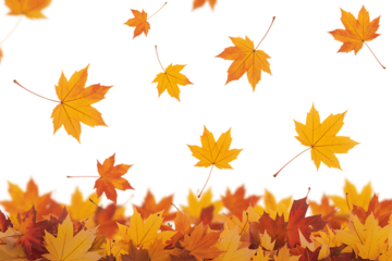 Falling autumn leaves isolated. Beautiful foliage. Vibrant fall colors. Maple leaves cut outs
