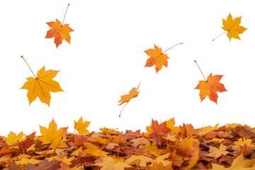 Falling autumn leaves isolated. Beautiful foliage. Vibrant fall colors. Maple leaves cut outs