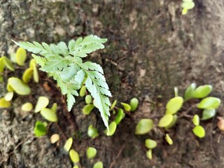 A vibrant green fern frond emerges among small, luminous sprouts clinging to a textured, mossy...