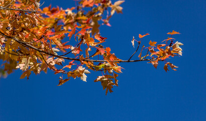 Colorful fall leaves Ottawa Autumn