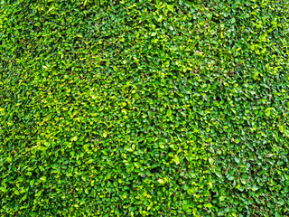 Topiary trees decoration park background, green leaves garden plant outdoor spring time nature foliage for tourism travel vacation in holidays, environment ecosystem concept.