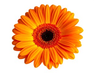 A vibrant, close-up photograph showcasing the radial symmetry of a bright orange gerbera daisy isolated against a pure white background