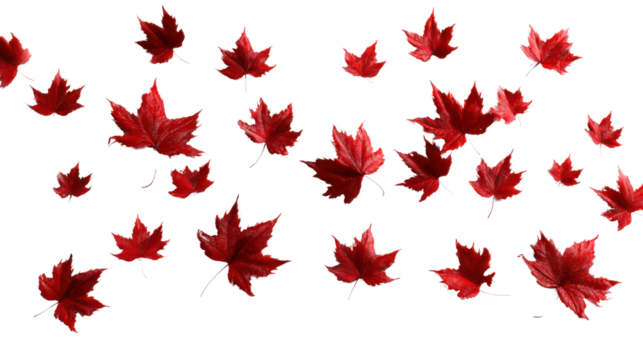 Autumn's Crimson Dance: A dynamic array of vibrant red maple leaves twirls gracefully against an open backdrop, celebrating the rich colors and seasonal transformation of autumn.