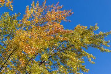 Colorful fall leaves Ottawa Autumn