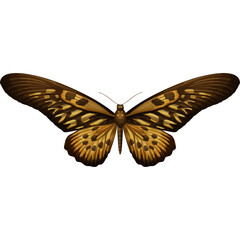 Detailed Brown and Gold Butterfly With Intricate Wing Patterns Displayed Against a Clean White Background Isolated and Centered
