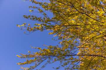 Colorful fall leaves Ottawa Autumn