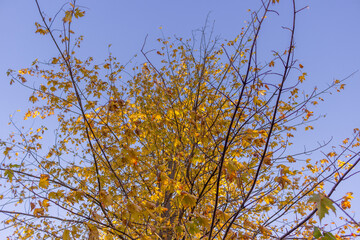 Colorful fall leaves Ottawa Autumn