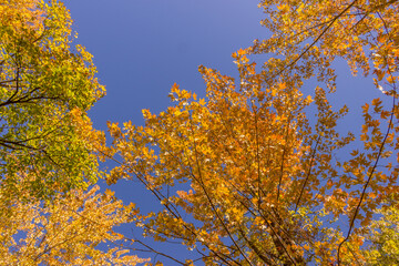 Colorful fall leaves Ottawa Autumn