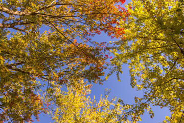 Colorful fall leaves Ottawa Autumn