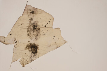 Cracked and moldy wood panel