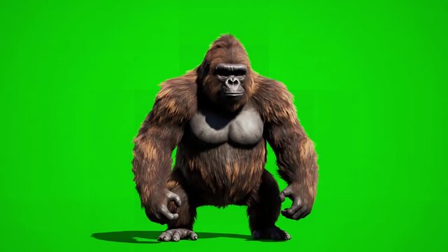 Green Screen funny brown gorilla fighting super realistic fur and hair 4k animation scene 2 with distortion, overlay, glitch, static noise, scan lines on black background, animated video loop