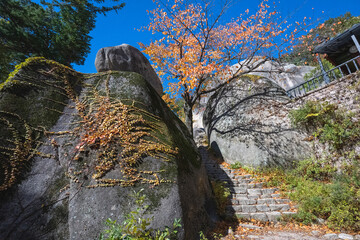 Wonderful autumn colours of the trees in the National Park near Sokcho