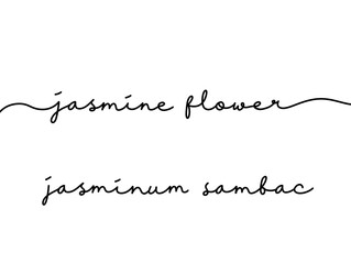 Handwritten Jasmine Flower and Jasminum Sambac Text on White Background