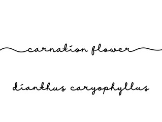 Elegant Handwritten Script of Carnation Flower and Scientific Name