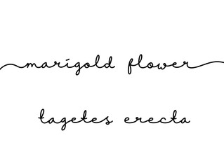 Elegant Handwritten Script of Marigold Flower and Tagetes Erecta Names
