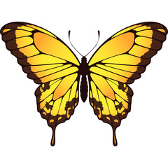 Detailed yellow butterfly with black patterns and transparent background isolated on white