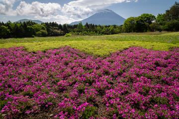 Shibazakura or Pink Moss Flowers, the beauty of a field of bright pink flowers, contrasting with the backdrop of the beautiful Mount Fuji of Japan.