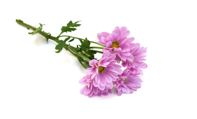 Chrysanthemum flowers head isolated on white