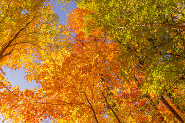 Colorful fall leaves Ottawa Autumn
