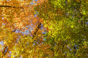 Colorful fall leaves Ottawa Autumn