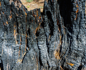 Burned Sequoia Tree Trunk on The Washington Tree Trail, Sequoia National Park, California, USA