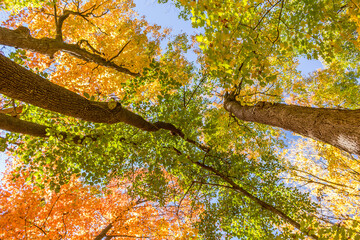 Colorful fall leaves Ottawa Autumn