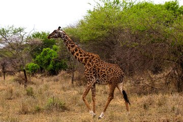 Obraz premium Serengeti National Park, Tanzania: Masai Giraffe Walking Through the Savanna