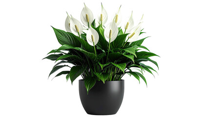 Peace lily with white blooms in a modern dark grey pot