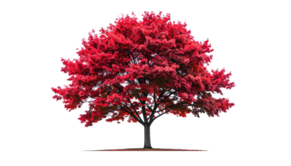 Red-leaved tree, dark trunk, against black background, isolated