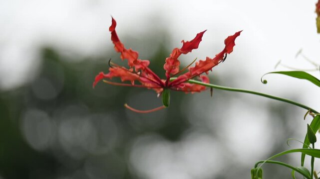 Gloriosa superba flower. Its species of flowering plant in family&nbsp;Colchicaceae. Its Common names&nbsp;flame lily, climbing lily,&nbsp;creeping lily,&nbsp;glory lily, gloriosa lily,&nbsp;tiger claw flower and&nbsp;fire lily.