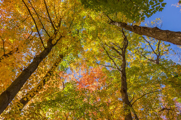 Colorful fall leaves Ottawa Autumn