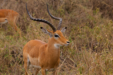 Naklejka premium Serengeti National Park, Tanzania: Male Impala Portrait in the Savanna