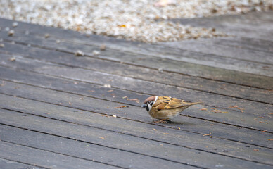 木のデッキに小さな訪問者