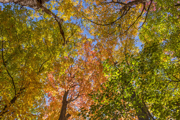 Colorful fall leaves Ottawa Autumn