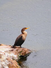 Double-crested cormorant resting on a rock near the water