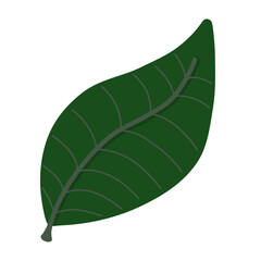 A dark green leaf with clear vein patterns and a slightly glossy texture, symbolizing nature and vitality. © Lavender88