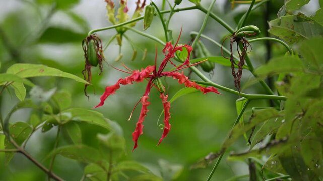 Gloriosa superba flower. Its species of flowering plant in family&nbsp;Colchicaceae. Its Common names&nbsp;flame lily, climbing lily,&nbsp;creeping lily,&nbsp;glory lily, gloriosa lily,&nbsp;tiger claw flower and&nbsp;fire lily.