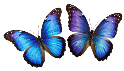 Two vivid blue butterflies, wings spread, on a black background