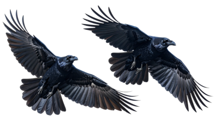 Two ravens fly, wings spread, against a dark backdrop