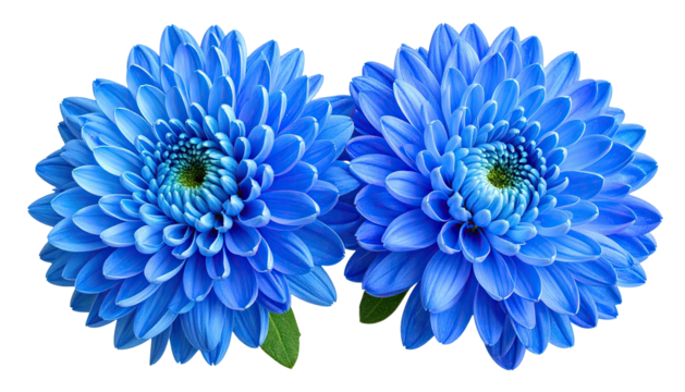 Two vividly blue, detailed chrysanthemum-like blossoms