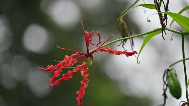 Gloriosa superba flower. Its species of flowering plant in family&nbsp;Colchicaceae. Its Common names&nbsp;flame lily, climbing lily,&nbsp;creeping lily,&nbsp;glory lily, gloriosa lily,&nbsp;tiger claw flower and&nbsp;fire lily.