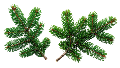 Two vibrant fir branches isolated on a plain, dark backdrop