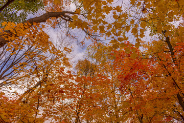 Colorful fall leaves Ottawa Autumn
