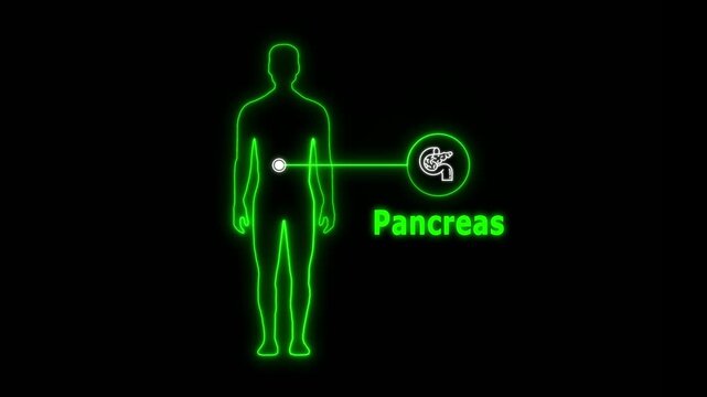 animation of Neon Human body about Pancreas, healthcare and medical science animation, presentation concept Brain and Spinal Cord on Backdrop for Medical and Technology Concepts , man icon