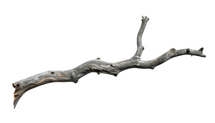 Weathered, greyish-brown branch isolated on solid black background