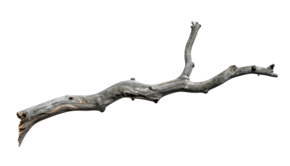 Weathered, greyish-brown branch isolated on solid black background