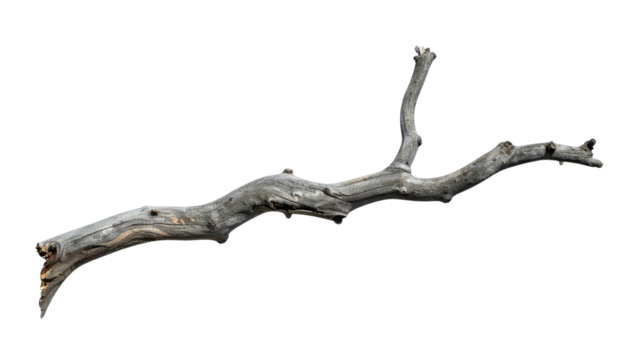 Weathered, greyish-brown branch isolated on solid black background