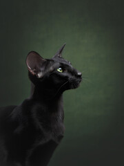 A black cat with large ears looks to the side against a dark green background. The dramatic...