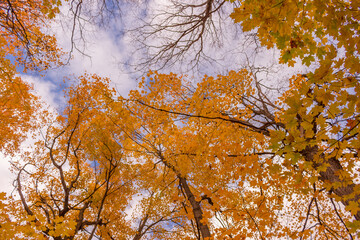 Colorful fall leaves Ottawa Autumn
