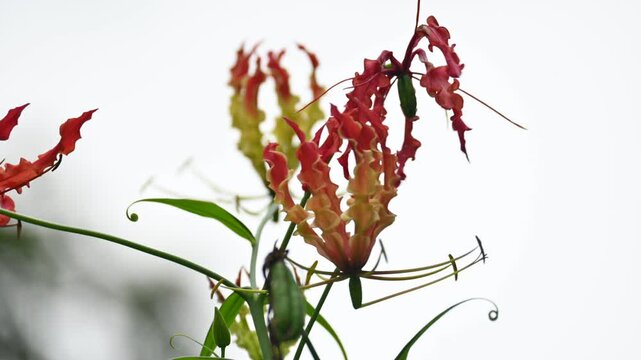 Gloriosa superba flower. Its species of flowering plant in family&nbsp;Colchicaceae. Its Common names&nbsp;flame lily, climbing lily,&nbsp;creeping lily,&nbsp;glory lily, gloriosa lily,&nbsp;tiger claw flower and&nbsp;fire lily.